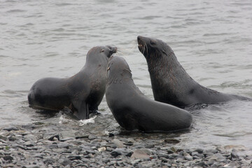 South Georgia sea lion close up on a cloudy winter day 