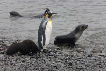 South Georgia portrait of a royal penguin on a sunny winter day 