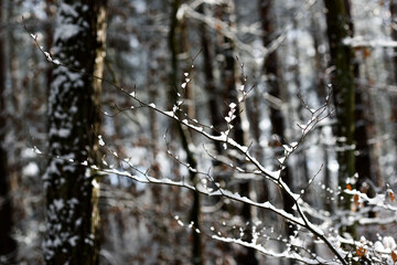 .A twig in the forest, snowy in winter.