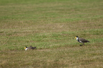 Spur winged plovers Vanellus miles novaehollandiae. Auckland. North Island. New Zealand.