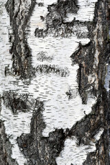 .Birch bark texture, old cardboard tree.