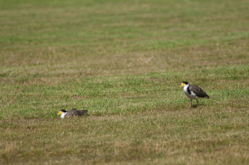 Spur winged plovers Vanellus miles novaehollandiae. Auckland. North Island. New Zealand.