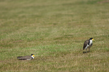 Spur winged plovers Vanellus miles novaehollandiae. Auckland. North Island. New Zealand.