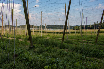 Obraz premium Hopfengarten