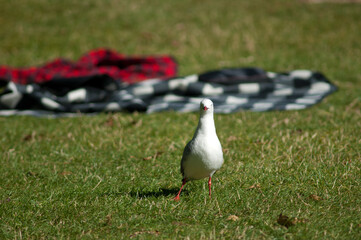 Red-billed gull Larus novaehollandiae scopulinus. Auckland Domain. Auckland. North Island. New Zealand.