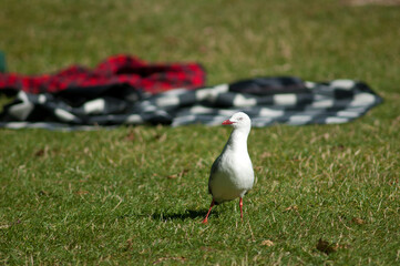 Red-billed gull Larus novaehollandiae scopulinus. Auckland Domain. Auckland. North Island. New Zealand.