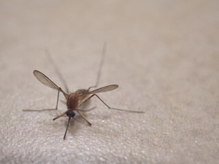 Mosquito (Macro shot) on blurred background with copy space, Mosquitoes are carriers of dengue fever and malaria.