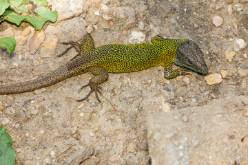 Iberian emerald lizard, Lacerta schreiberi, greenish lizard with blue head on the rock