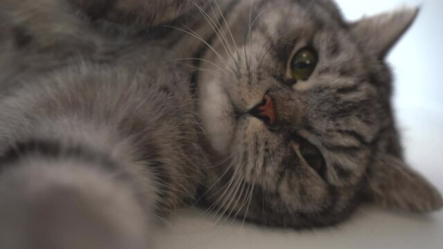 Gray cat looking at the camera