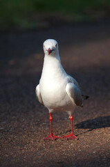 Red-billed gull Chroicocephalus novaehollandiae scopulinus. Auckland Domain. Auckland. North Island. New Zealand.