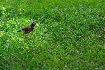 Myna ordinary. Vietnam. Jumping on the green grass.