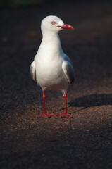 Red-billed gull Chroicocephalus novaehollandiae scopulinus. Auckland Domain. Auckland. North Island. New Zealand.