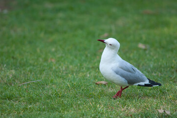 Red-billed gull Chroicocephalus novaehollandiae scopulinus. Auckland Domain. Auckland. North Island. New Zealand.