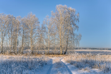 Morning winter scene with a road in the forest. Tall trees and grass in fluffy hoarfrost, the pale blue sky contrasts with the yellow shades of vegetation. Silence and harmony in nature 