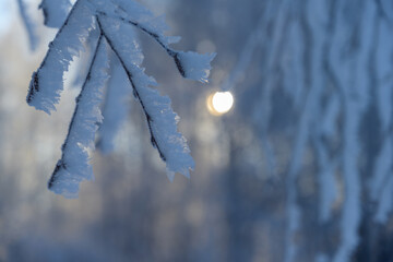 Frosted fluffy birch branches in the morning light of the rising sun. close-up. Tied up branches after severe night frosts in the Middle Urals (Russia) 