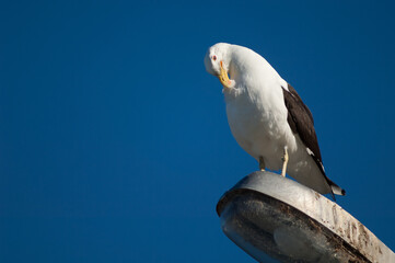Southern black backed gull Larus dominicanus preening perched on a street lamp. Clifton. North Island. New Zealand.