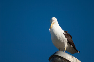 Southern black backed gull Larus dominicanus preening perched on a street lamp. Clifton. North Island. New Zealand.