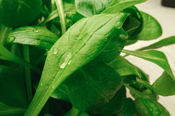 Young sprouts of microgreen plant close up