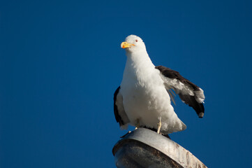 Southern black backed gull Larus dominicanus shaking its plumage on a street lamp. Clifton. North Island. New Zealand.