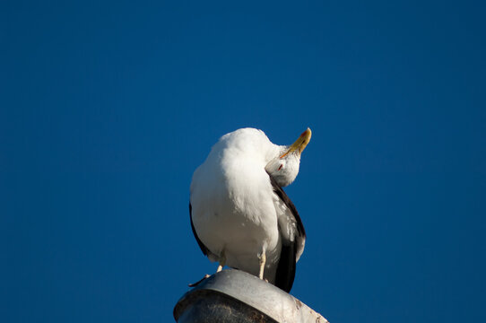 Southern black backed gull Larus dominicanus preening perched on a street lamp. Clifton. North Island. New Zealand.