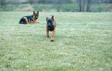 malinua dog belgian sherherd running 