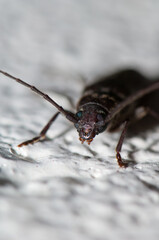 Burnt pine longhorn beetle Arhopalus tristis. Clifton. North Island. New Zealand.