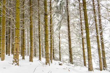 Fototapeta premium Lisière de forêt sous la neige
