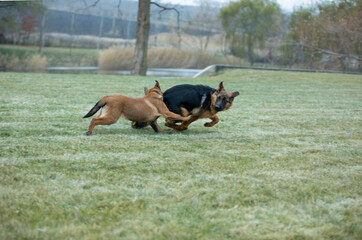 german shepherd and belgian shepherd malinua playin and running