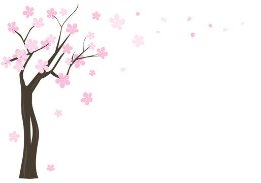 Cherry blossom tree isolated on white background vector illustration. Sakura flower.