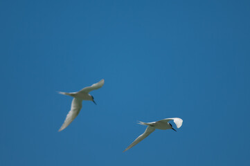 White-fronted terns Sterna striata in flight. Cape Kidnappers Gannet Reserve. North Island. New Zealand.