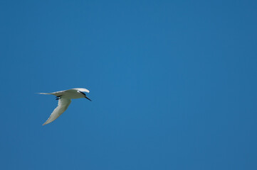 White-fronted tern Sterna striata in flight. Cape Kidnappers Gannet Reserve. North Island. New Zealand.