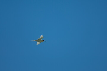 White-fronted tern Sterna striata in flight. Cape Kidnappers Gannet Reserve. North Island. New Zealand.