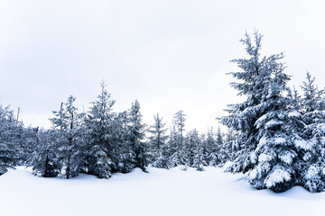 Snow covered trees high in the mountains