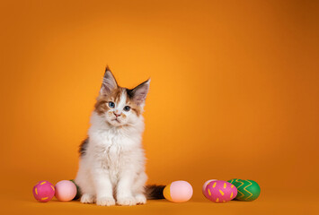 Fototapeta na wymiar Adorable odd eyed Maine Coon cat kitten, sitting inbetween painted easter eggs. Looking straight to camera. Isolated on solid orange background.