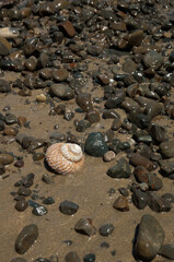 Fototapeta na wymiar Marine snail on a beach. Cape Kidnappers Gannet Reserve. North Island. New Zealand.