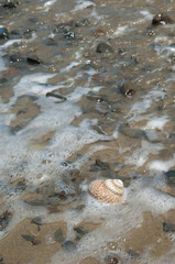 Marine snail on a beach. Cape Kidnappers Gannet Reserve. North Island. New Zealand.