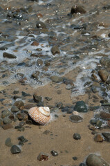 Fototapeta na wymiar Marine snail on a beach. Cape Kidnappers Gannet Reserve. North Island. New Zealand.