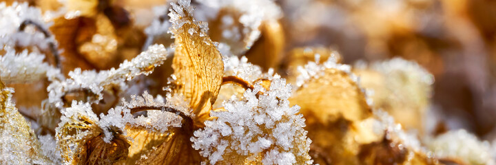 Closeup of frozen gold colored dry hortensia flower leaves in winter.