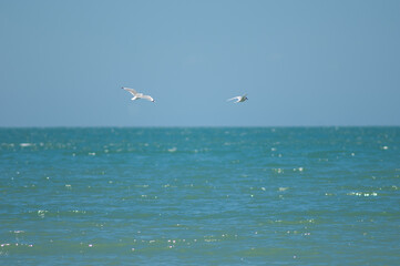 Red-billed gull Chroicocephalus novaehollandiae scopulinus chasing a white-fronted tern Sterna striata. Cape Kidnappers. North Island. New Zealand.