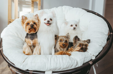 Beautiful white spitz dogs and yorkie sitting on soft sofa.