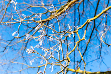 
tree branches covered with ice and snow on a blue sky background