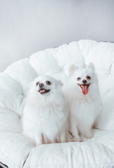 Fototapeta premium Two beautiful white spitz dogs sitting on soft sofa.