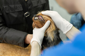 Veterinarian doctor making check-up of a little dog Yorkshire Terrier.