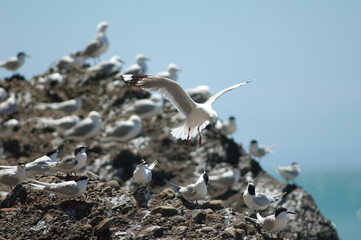 Red-billed gull Chroicocephalus novaehollandiae scopulinus flying and white-fronted terns Sterna striata. Cape Kidnappers. North Island. New Zealand.