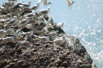 White-fronted terns Sterna striata. Cape Kidnappers Gannet Reserve. North Island. New Zealand.