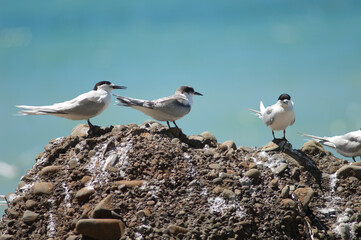 White-fronted terns Sterna striata. Adults and juvenile in the middle. Cape Kidnappers Gannet Reserve. North Island. New Zealand.