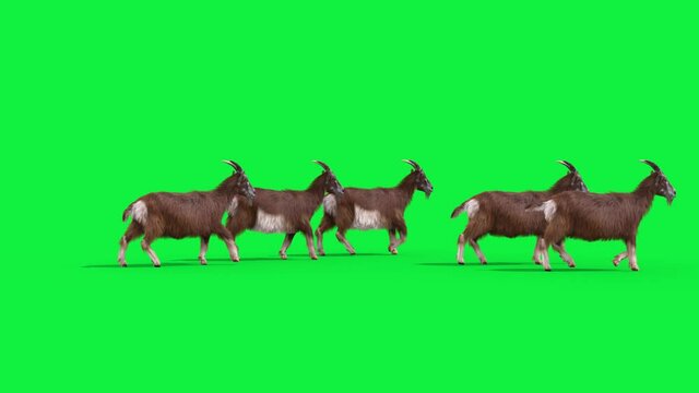 Group of Goats Real Fur Green Screen Walks Side Animals 3D Rendering Animation 4K