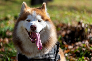 Portrait of red and white Siberian Husky dog. The focus is specifically on the dog's nose.