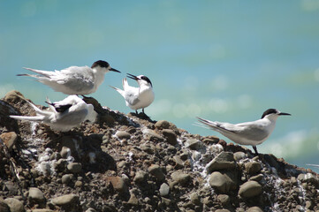 White-fronted terns Sterna striata. Cape Kidnappers Gannet Reserve. North Island. New Zealand.