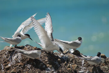 White-fronted terns Sterna striata. Cape Kidnappers Gannet Reserve. North Island. New Zealand.